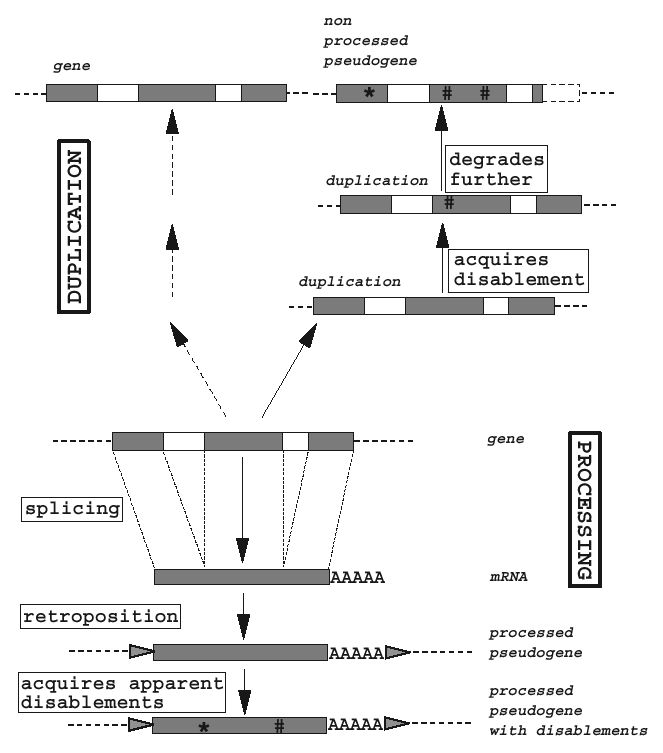 در این تصویر مکانیسم ایجاد ژنهای کاذبمضاعف شده و پیراسته نشان داده شده است.
